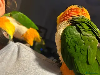 Parrots birds Parrots Caiques pair - Advert 2