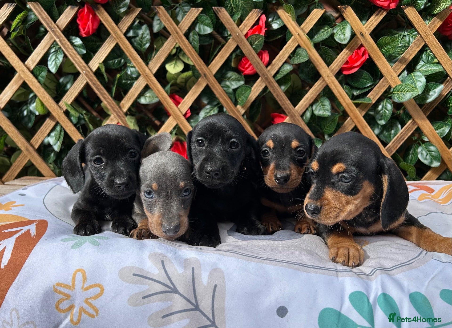 Miniature Dachshund dogs BEAUTIFUL QUALITY MINIATURE DAXI KC PRA CLEAR - Advert 1