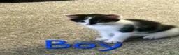 Mixed Breed cats for sale: Ready Now MIXED BREED - Advert 12