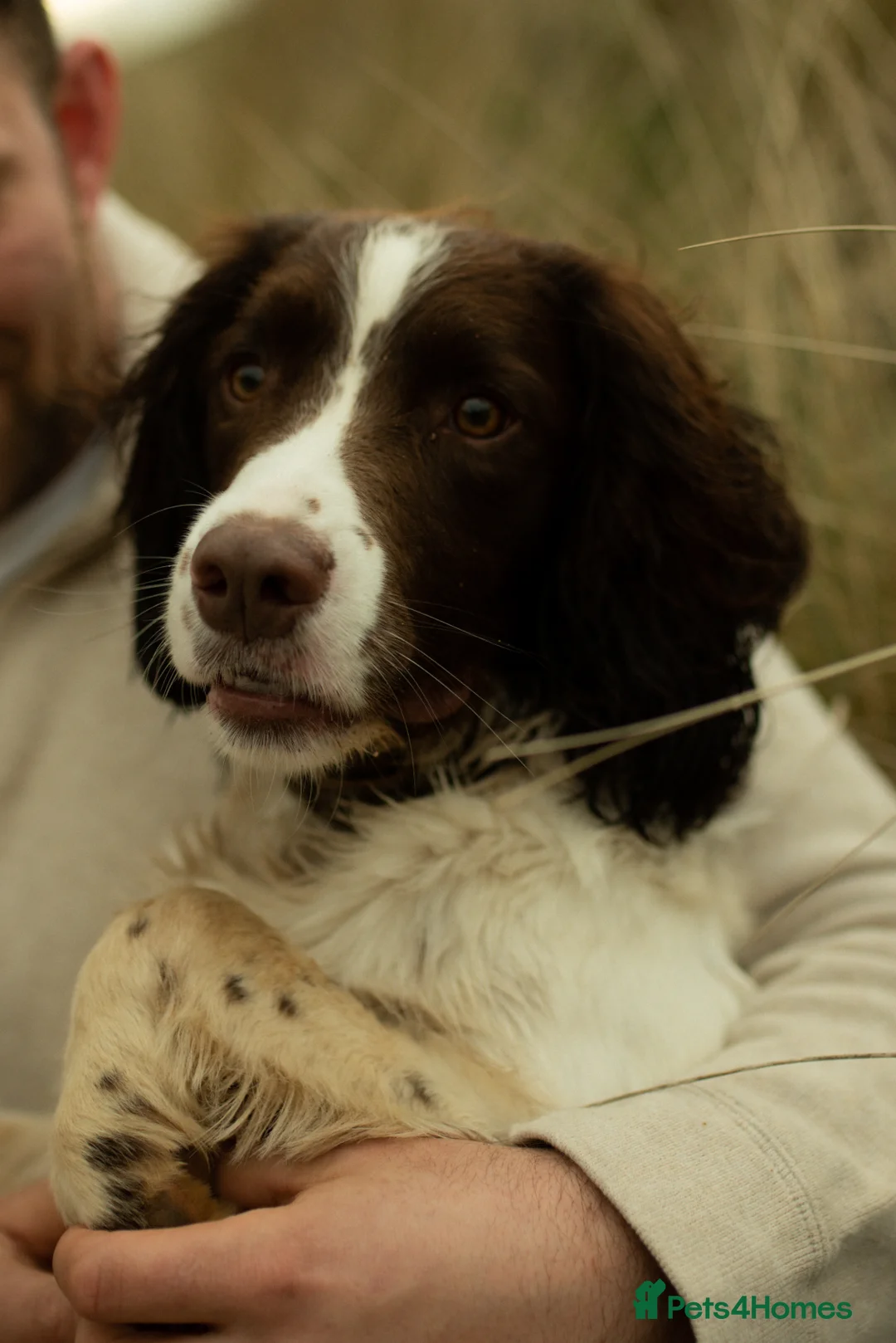 English Springer Spaniel dogs for stud: KC reg Working line springer spaniel stud  in Ammanford - Advert 3