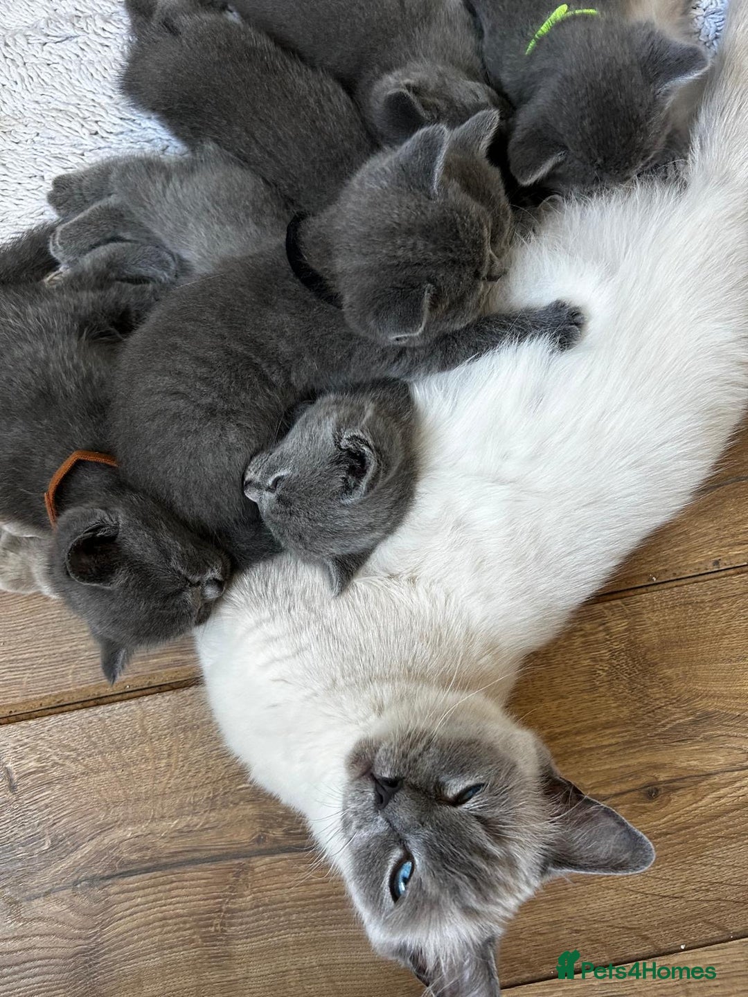 British Shorthair cats for sale: 6 British shorthair / Ragdoll mix  - Image 5