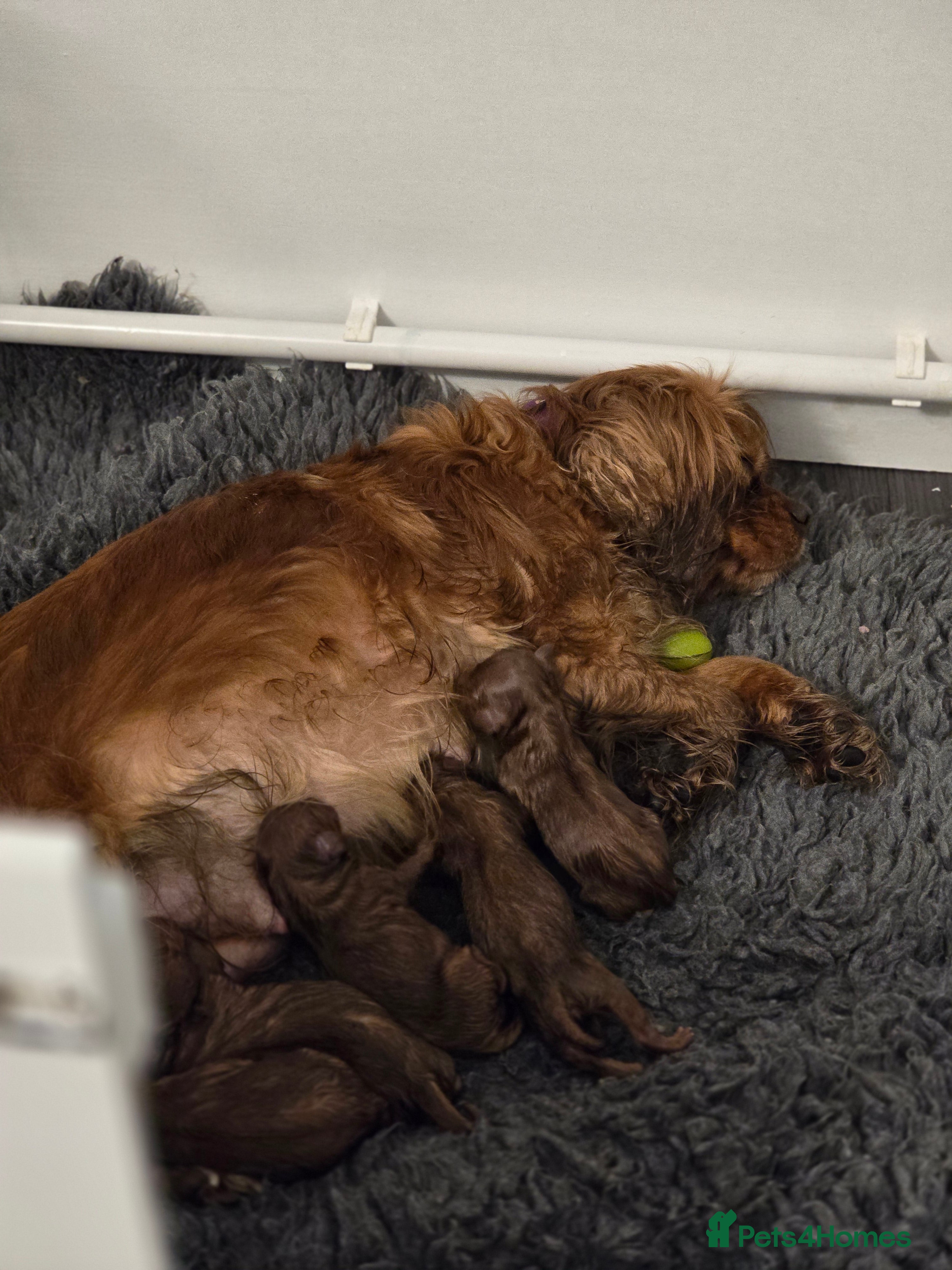 Cavapoo dogs Family Raised Puppies, Health Tested Parents - Advert 8