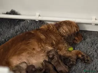 Cavapoo dogs Family Raised Puppies, Health Tested Parents - Advert 8