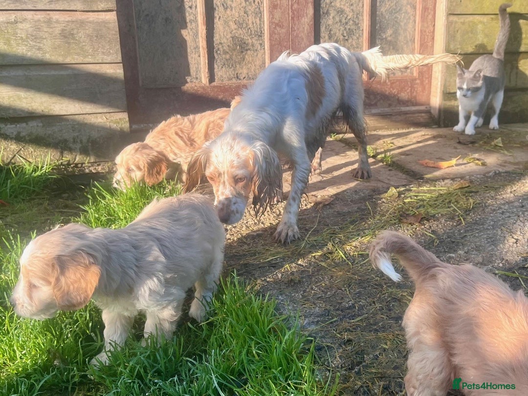 Cockapoo dogs for sale: F1 golden cockapoos - Image 2