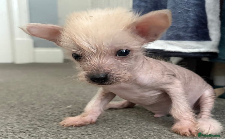 Chinese Crested dogs - Advert 1