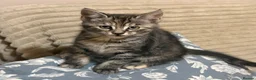 Maine Coon cats for sale: Beautiful Maine Coon x Silver British shorthair - Advert 17