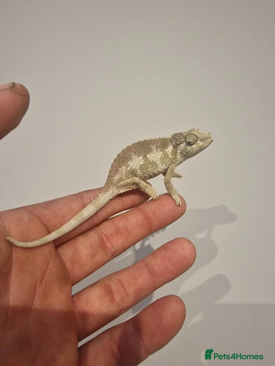 Chameleon reptiles for sale: Jacksons Chameleon - Advert 2