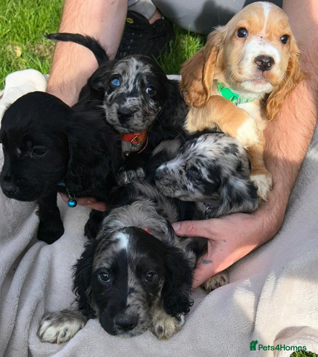 Cocker Spaniel dogs for sale: 3 beautiful working cocker spaniel puppies  - Image 17