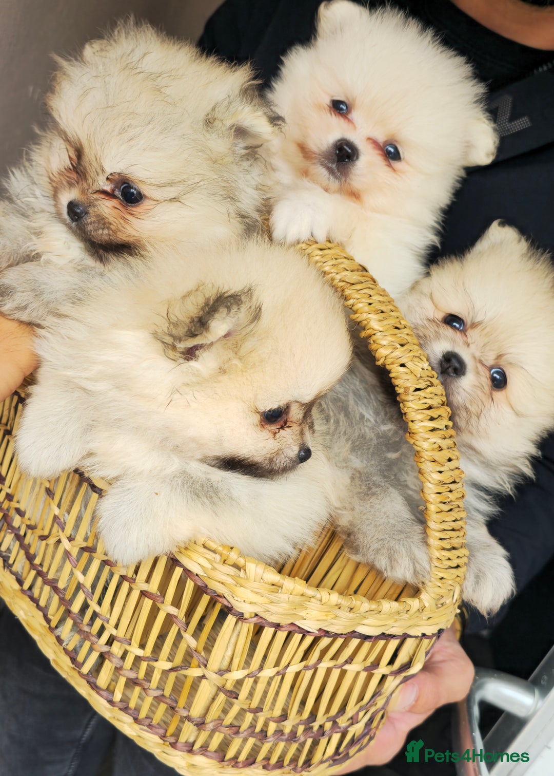 Pomeranian dogs for sale: Xxs pomeranians - Image 6