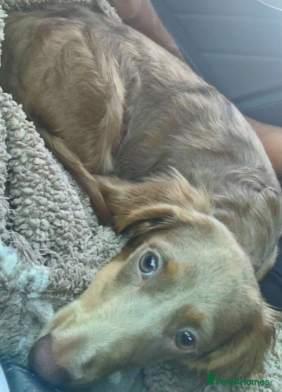 Miniature Dachshund dogs for stud: 🏆ISRI, CHAMPION STUD🏆 - Advert 3