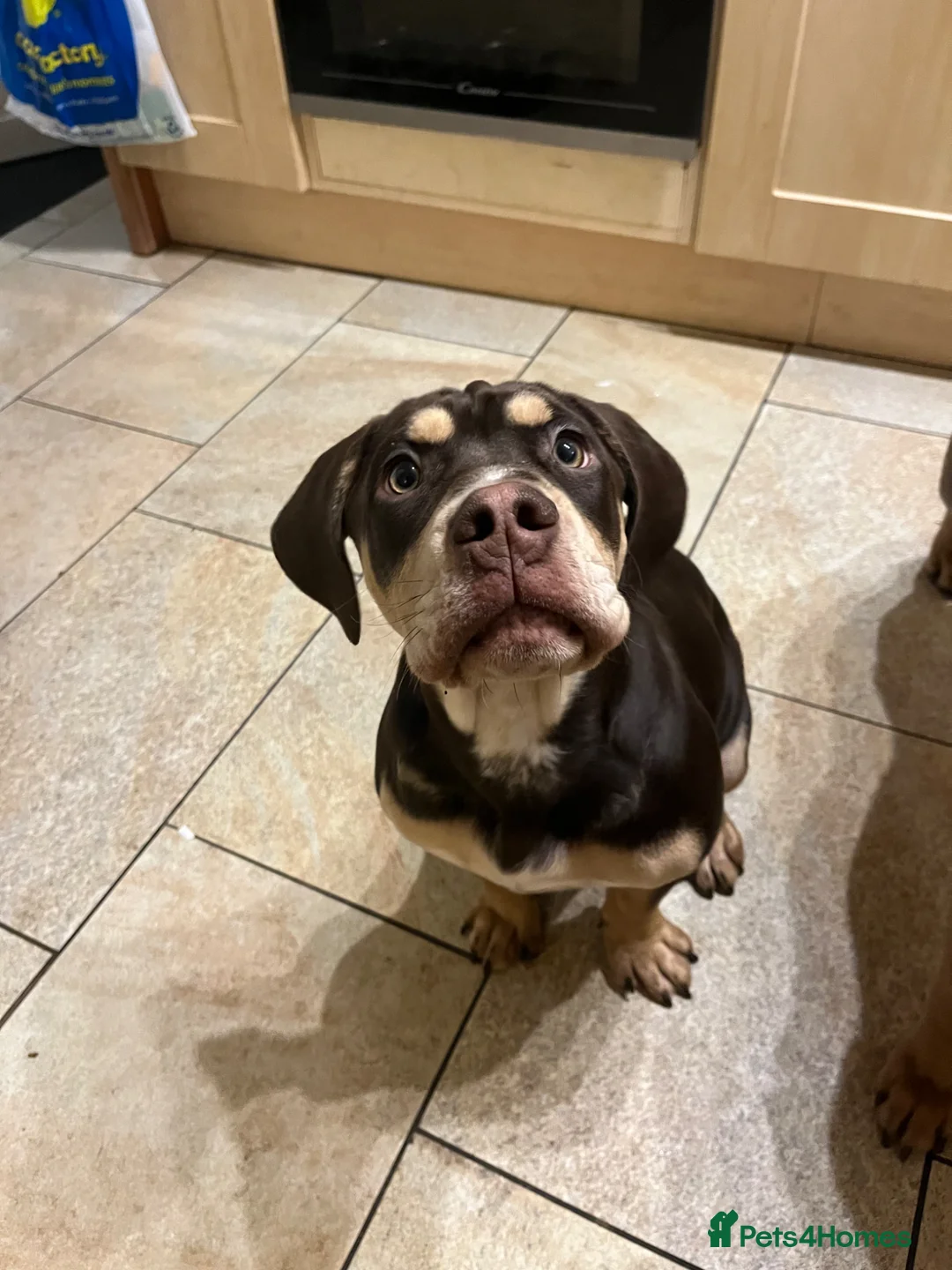 Mixed Breed dogs for sale: Koda  - Advert 5