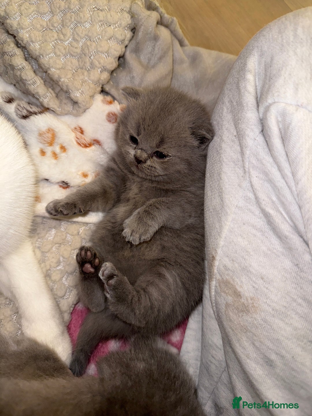 British Shorthair cats for sale: 5 chunky British shorthair kittens for sale  - Advert 6