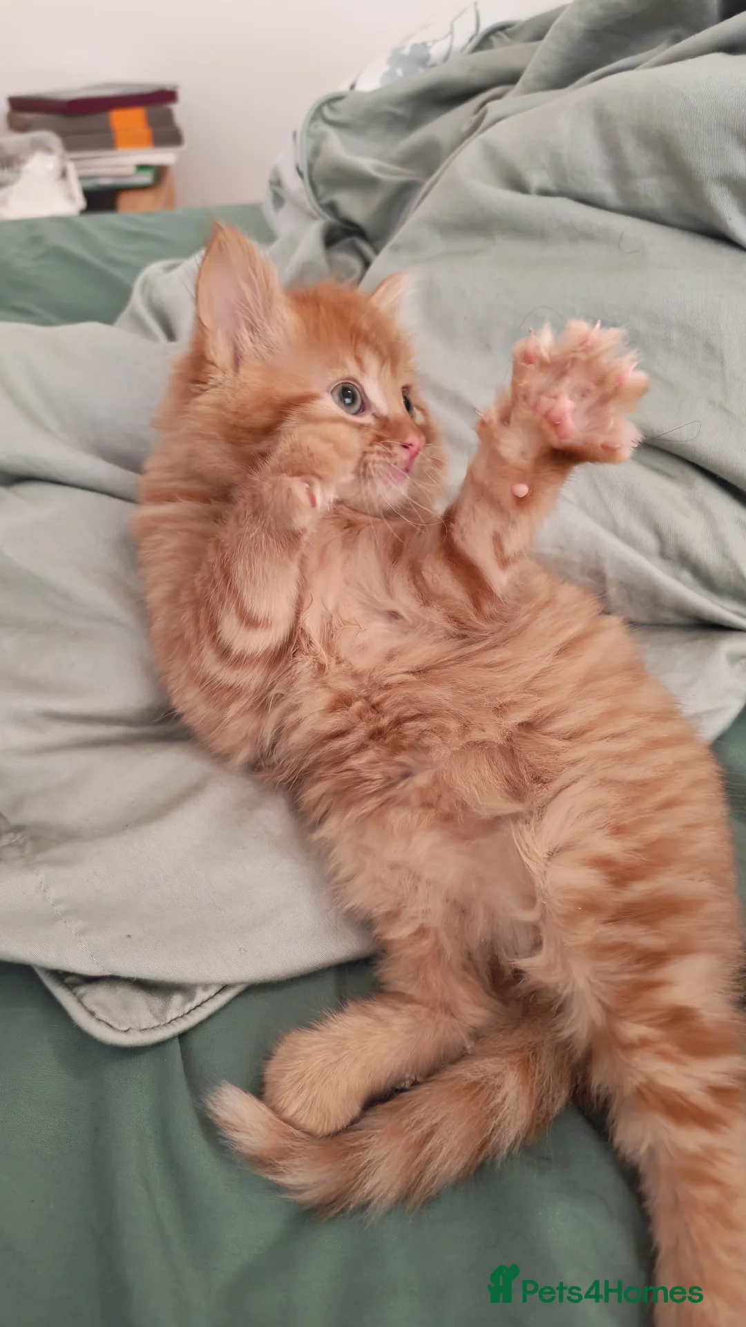 Mixed Breed cats for sale: Gorgeous fluffy ginger kitten -one male left - Advert 2