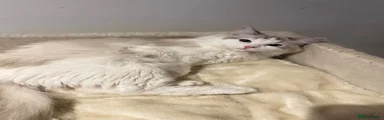 Ragdoll 1