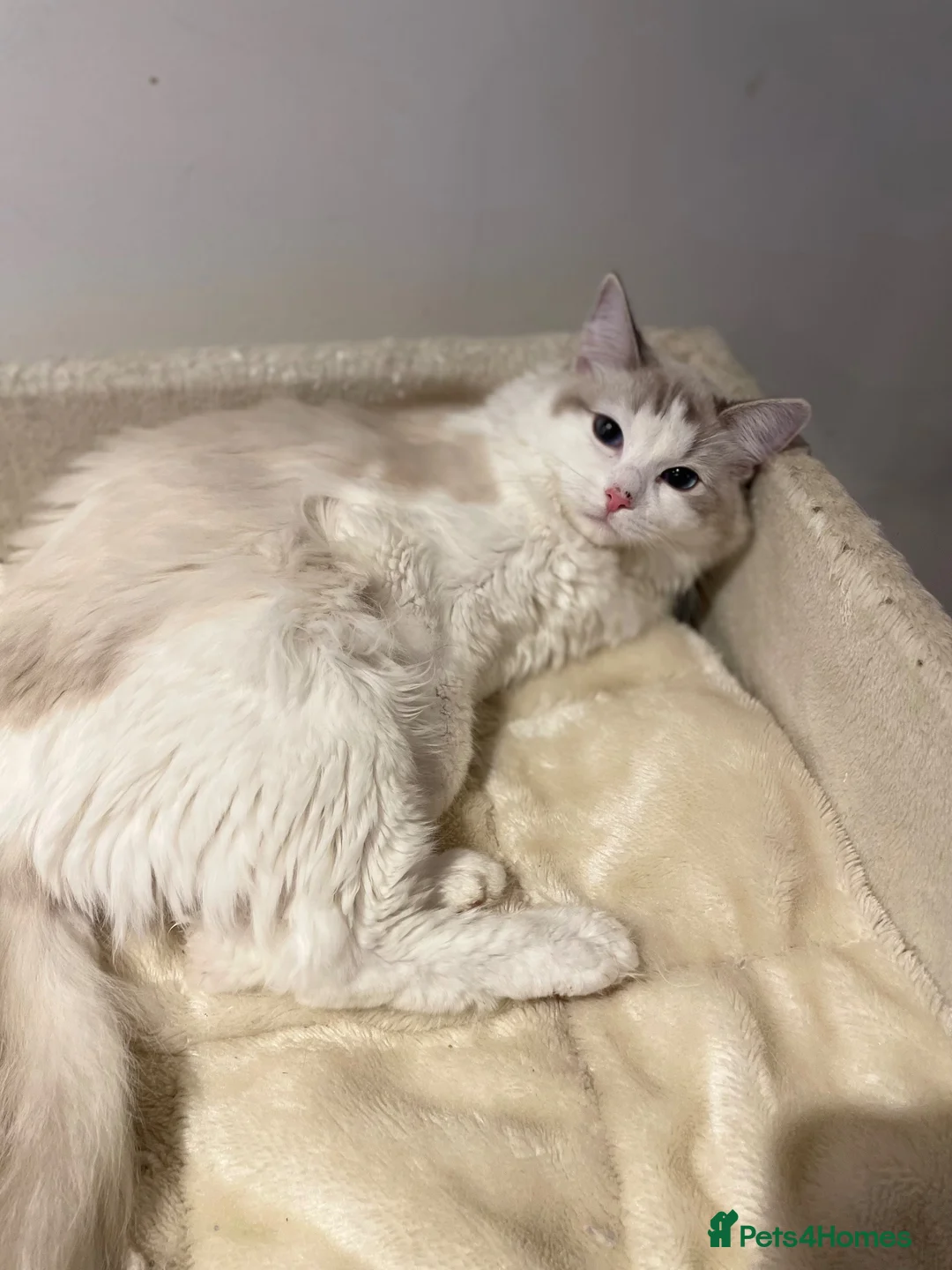 Ragdoll cats for sale: ACTIVE Female Blue Bicolour Ragdoll Kitten - Advert 2