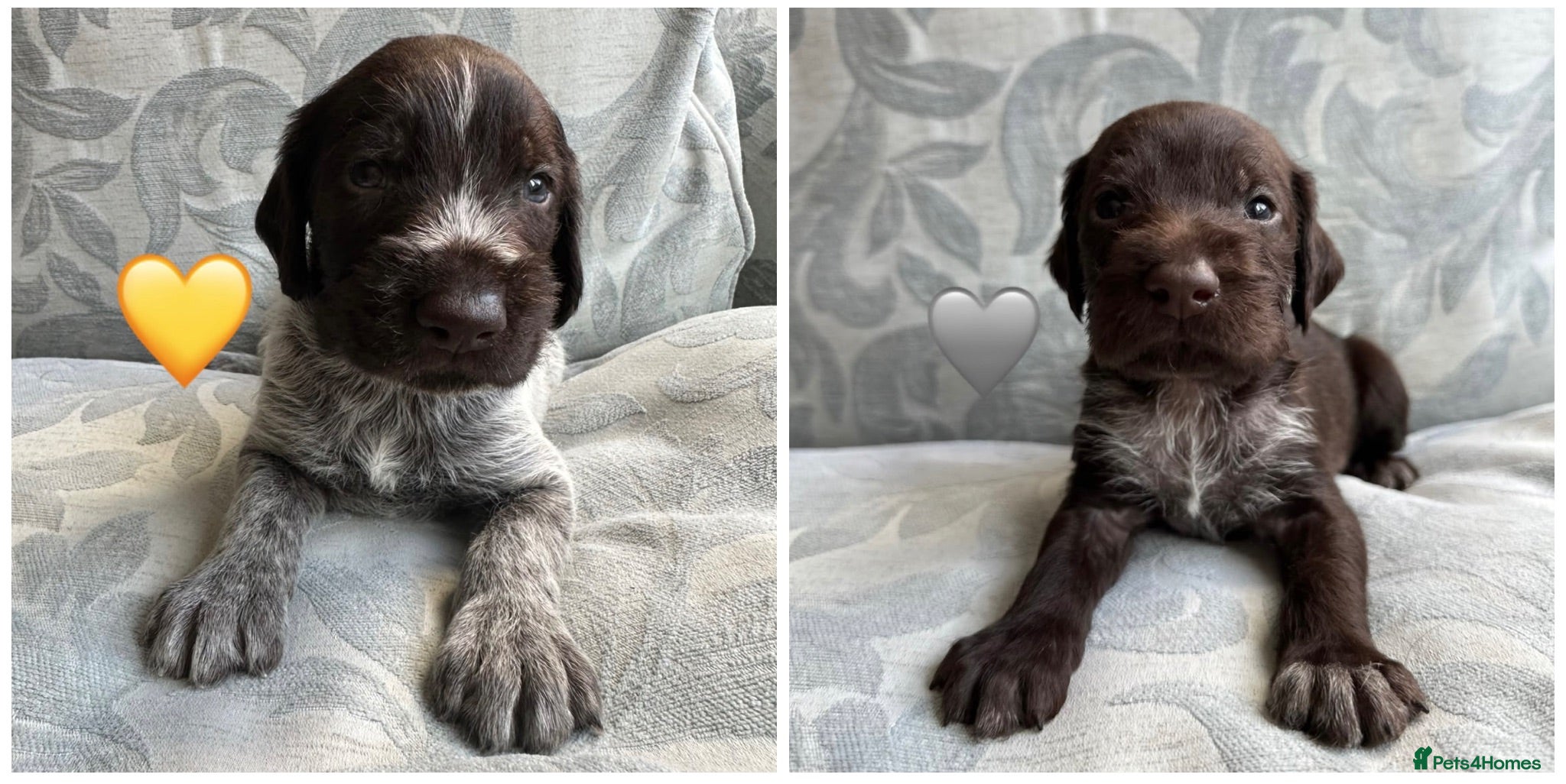 German Wirehaired Pointer dogs Kc reg german wirehaired pointer puppies for sale - Advert 1