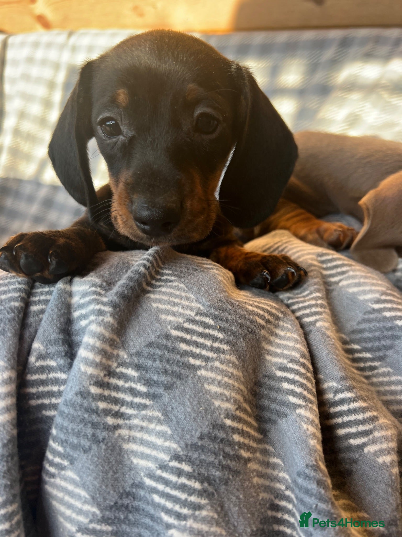 Dachshund dogs MINIATURE DACHSHUND PUPPIES  - Advert 3