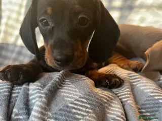 Dachshund dogs MINIATURE DACHSHUND PUPPIES - Advert 3
