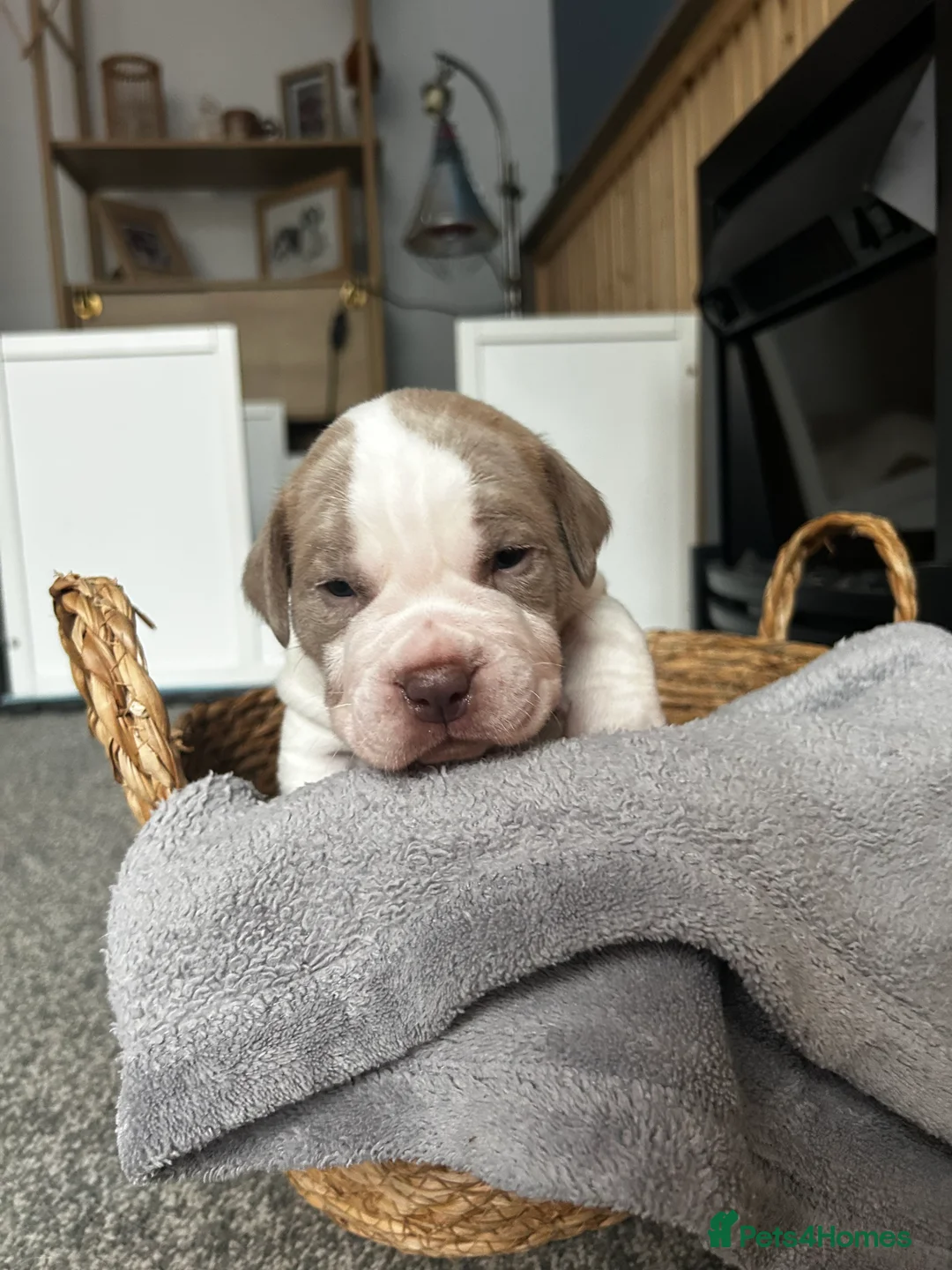 Mixed Breed dogs for sale: Mixed breed dogs  - Advert 14