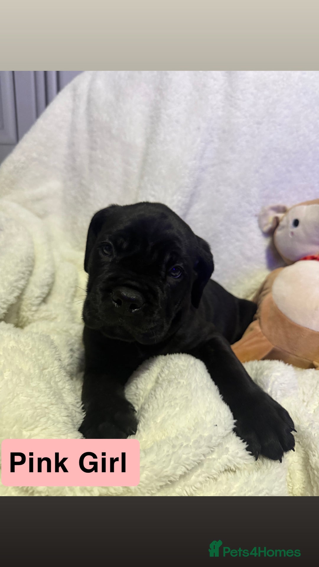 Cane Corso dogs for sale: 12 beautiful cane corso puppies 🐾 - Advert 21