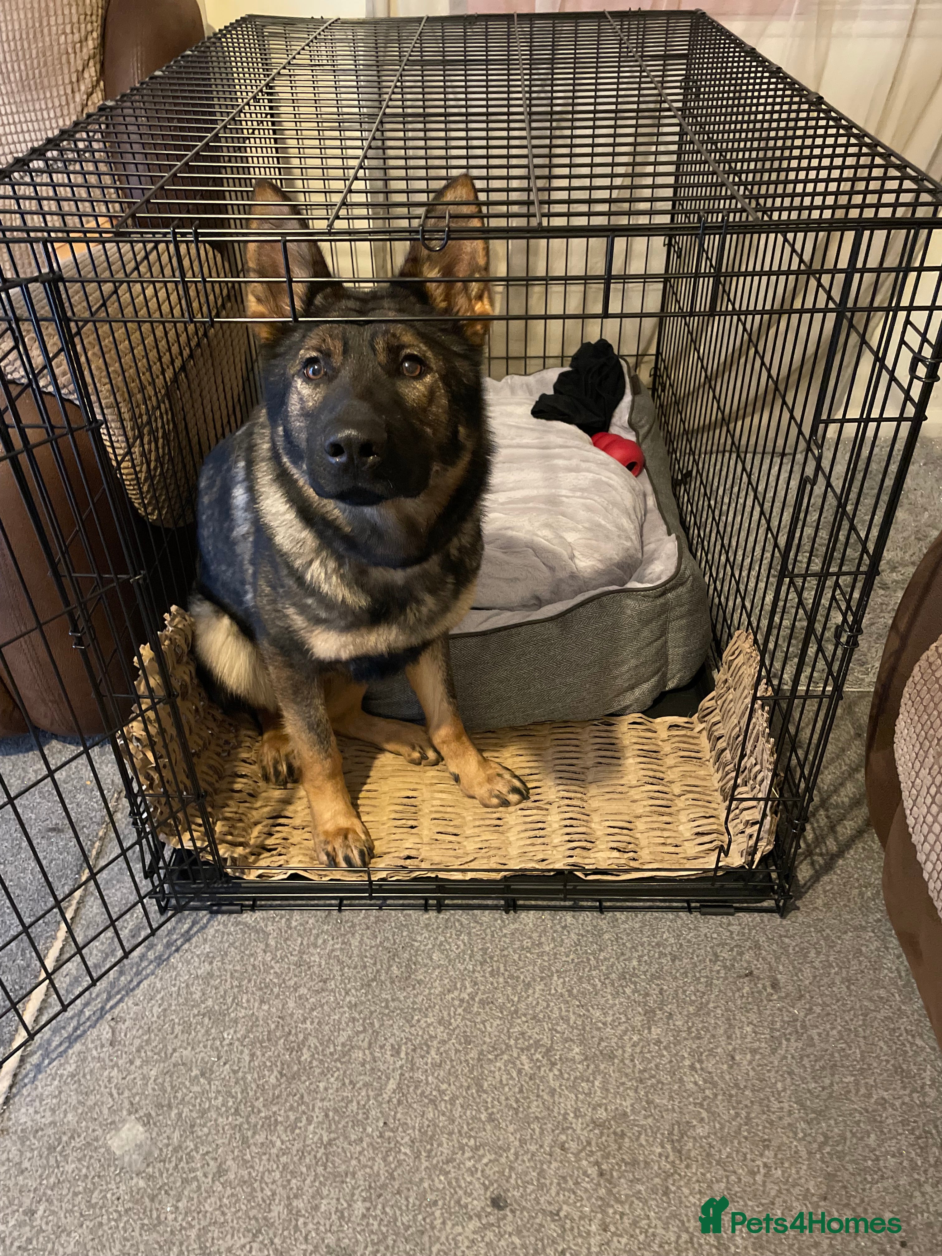 German Shepherd dogs Lovely female German Shepherd - 18 months - Advert 16