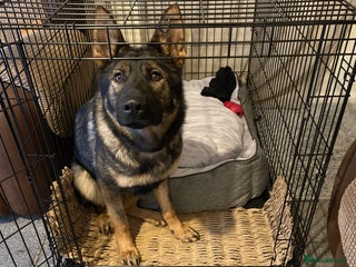 German Shepherd dogs Lovely female German Shepherd - 18 months - Advert 7