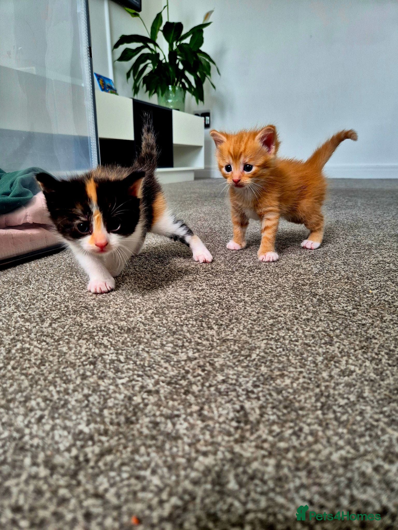 Mixed Breed cats Beautiful Playful Ginger & Tri-Colour Kittens 🐾 - Advert 9