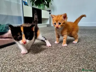 Mixed Breed cats Beautiful ginger kittens 🐾 - Advert 9