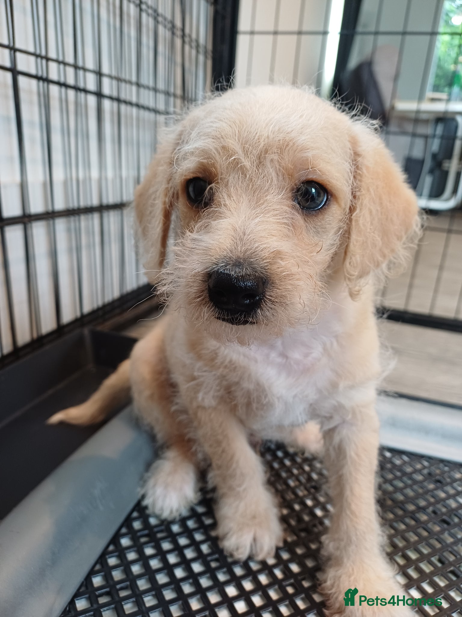 Schnoodle dogs for sale: Schnoodles 2x boy and 1x girl  in Bury Saint Edmunds - Advert 11