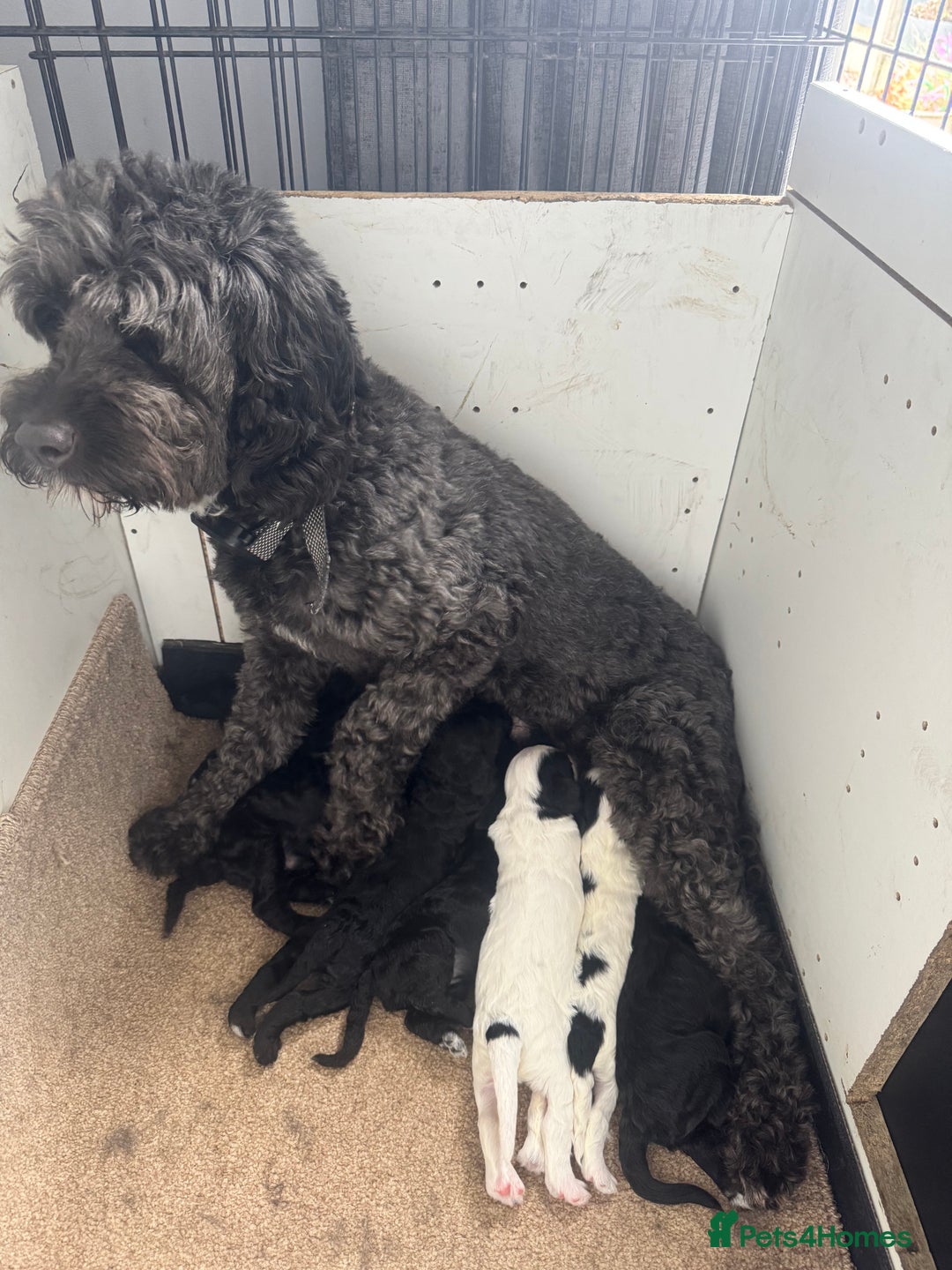 Cockapoo dogs for sale: Cockapoo puppies - Image 1