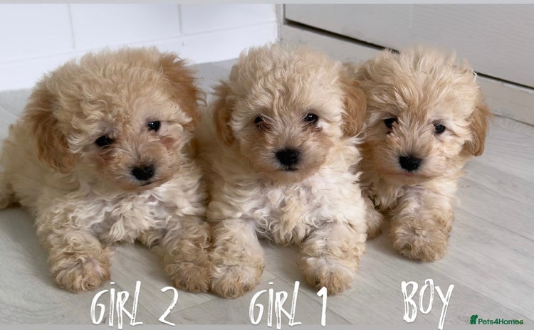 Maltipoo dogs - Advert 1
