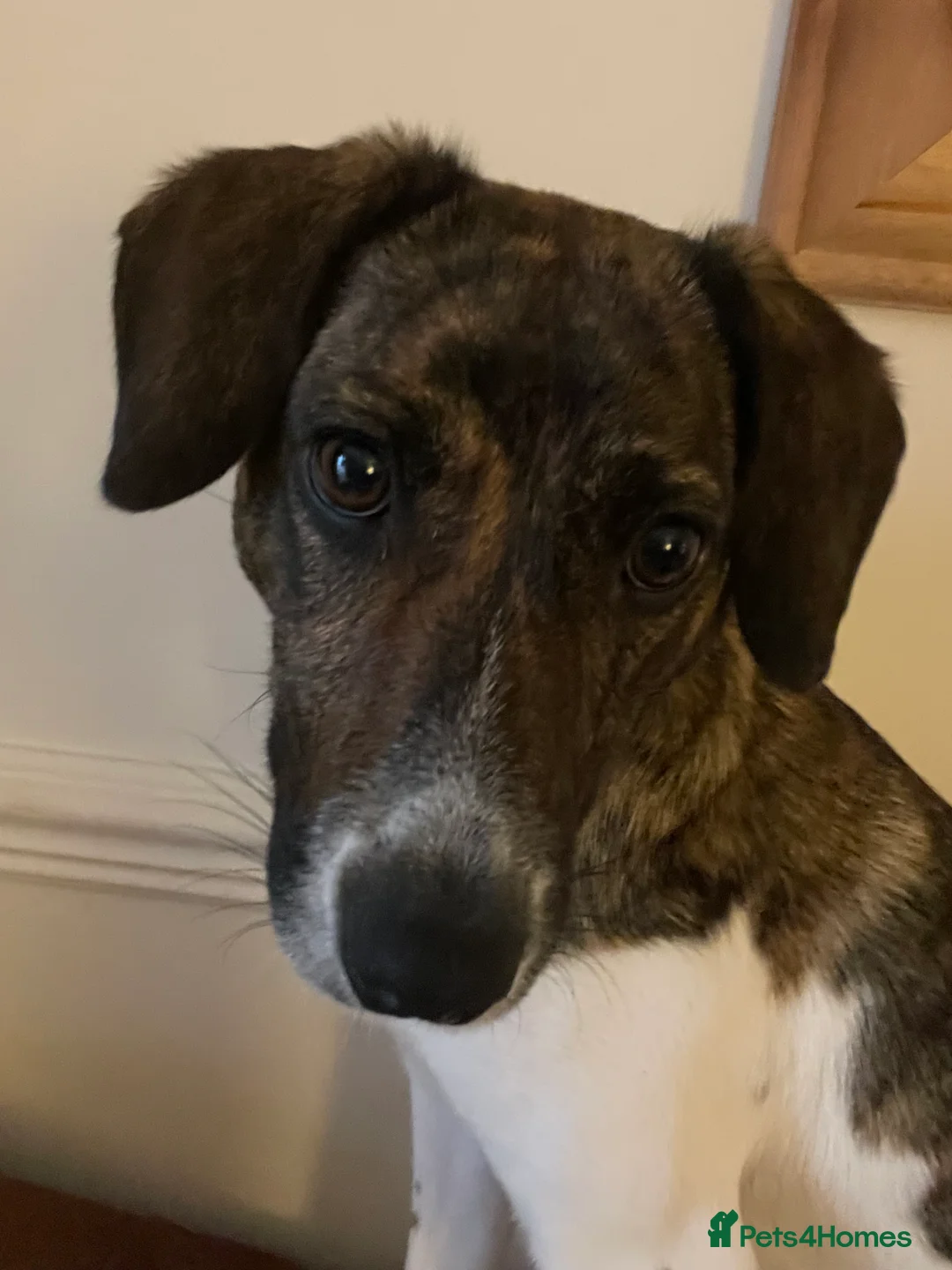 Mixed Breed dogs for sale: Pip/pippers - Advert 9