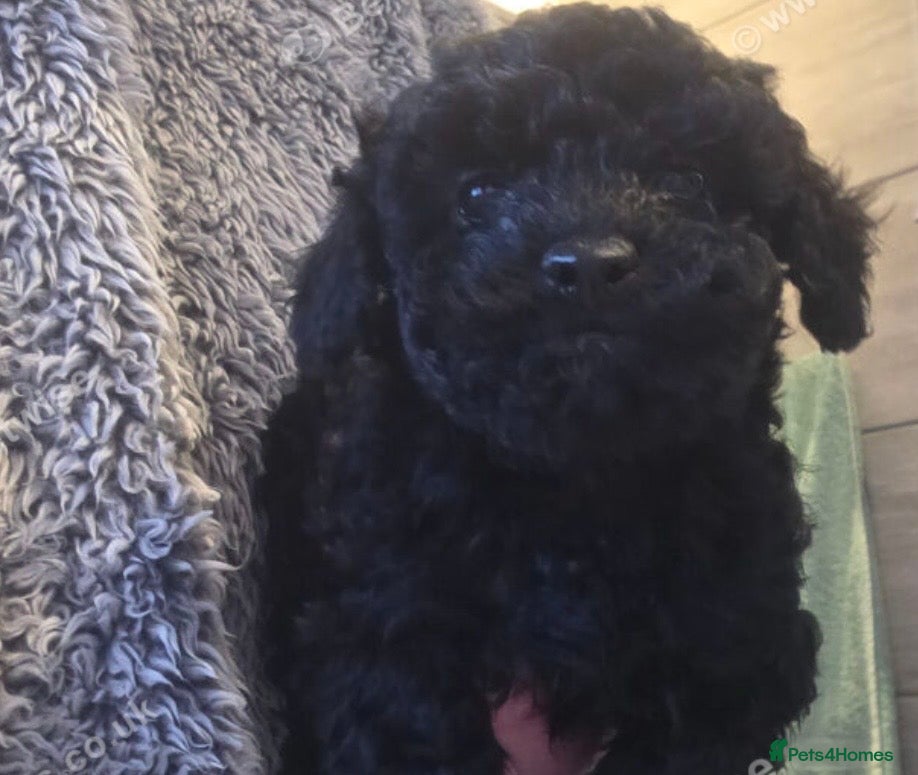 Toy Poodle dogs Gorgeous Toy poodle puppies  - Advert 1
