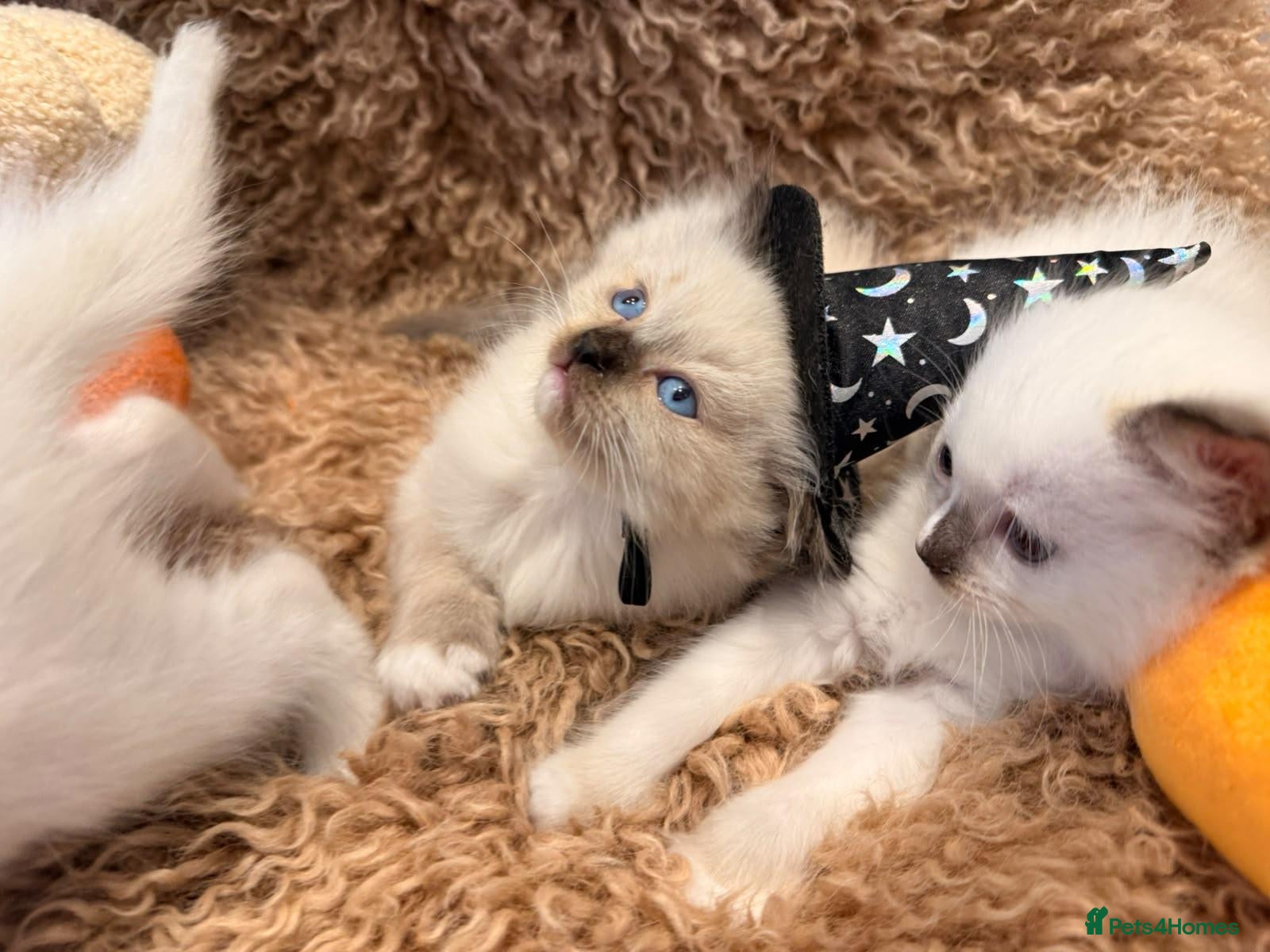 Ragdoll cats 3 beautiful ragdoll babies! - Advert 3
