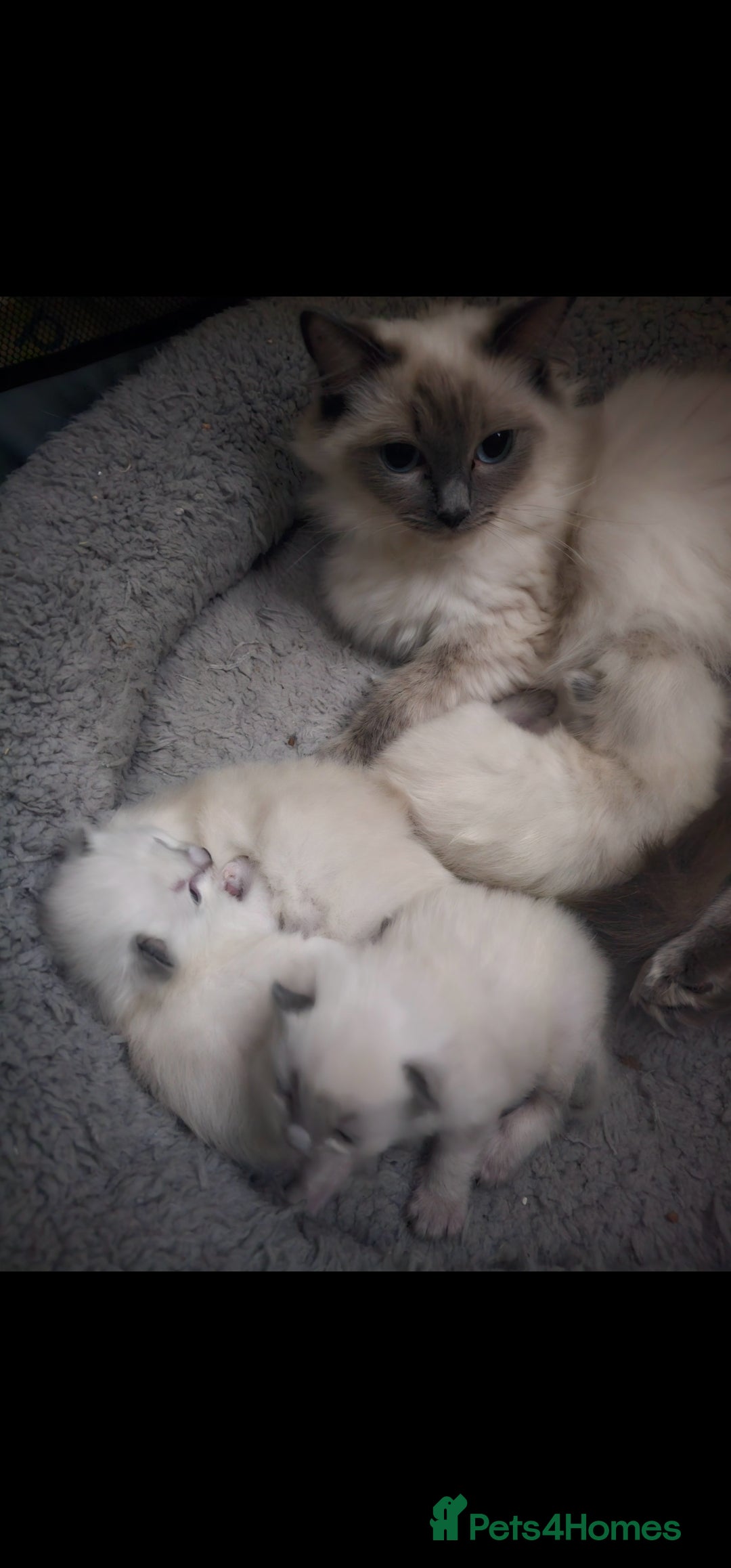 Ragdoll cats for sale: Blue point kittens for sale - Advert 3
