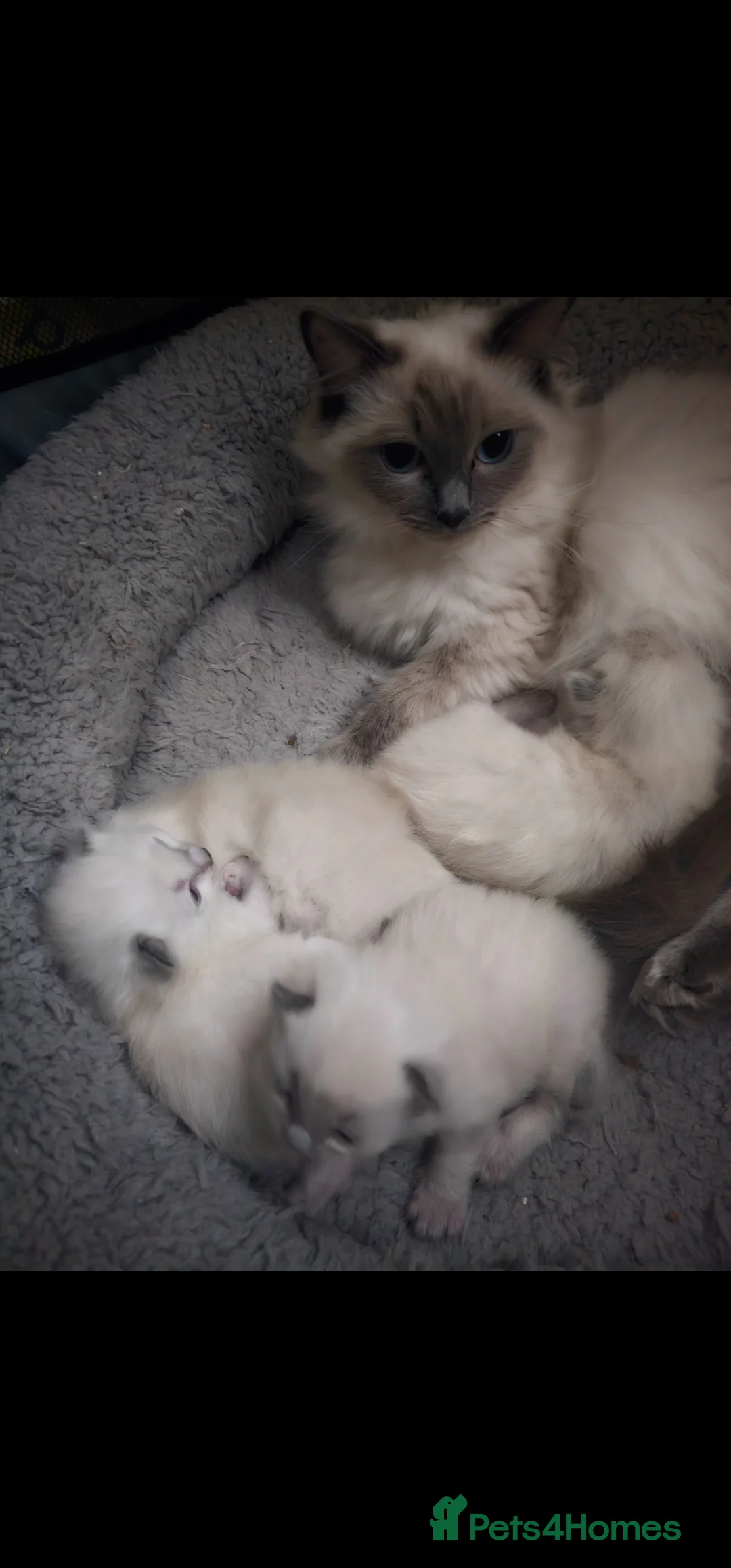Ragdoll cats for sale: Blue point kittens for sale - Advert 6