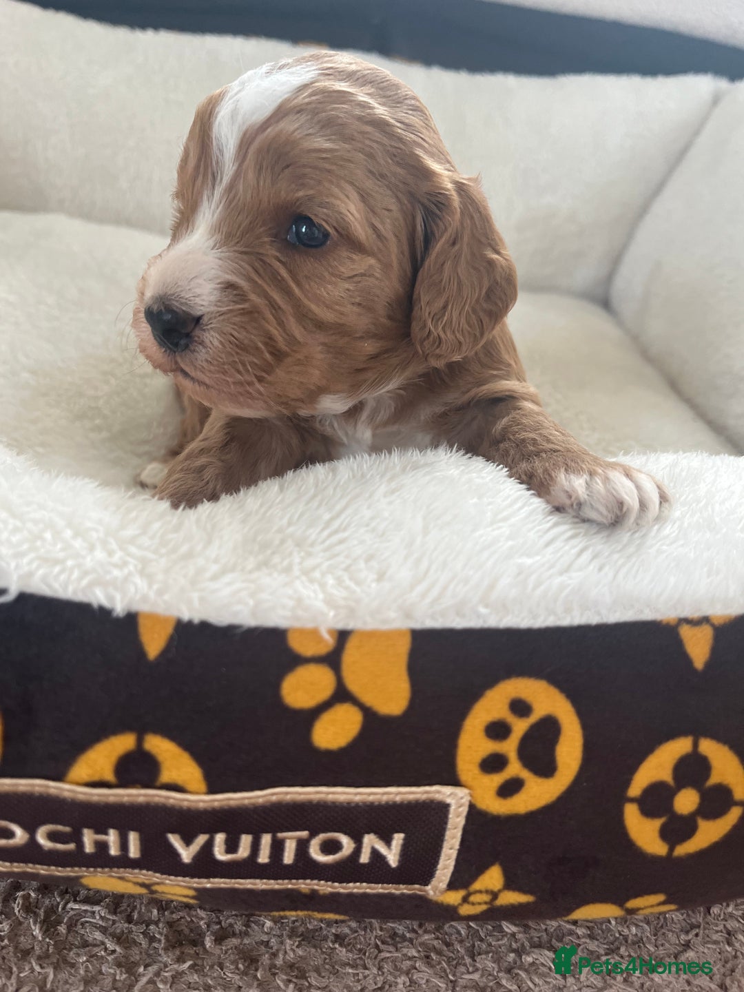 Cockapoo dogs for sale: Gorgeous cockapoo puppies for sale - Advert 6