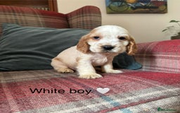 Cocker Spaniel dogs for sale: Health tested, show type, cocker spaniel puppies! - Image 7