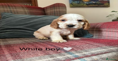 Cocker Spaniel dogs - Advert 8