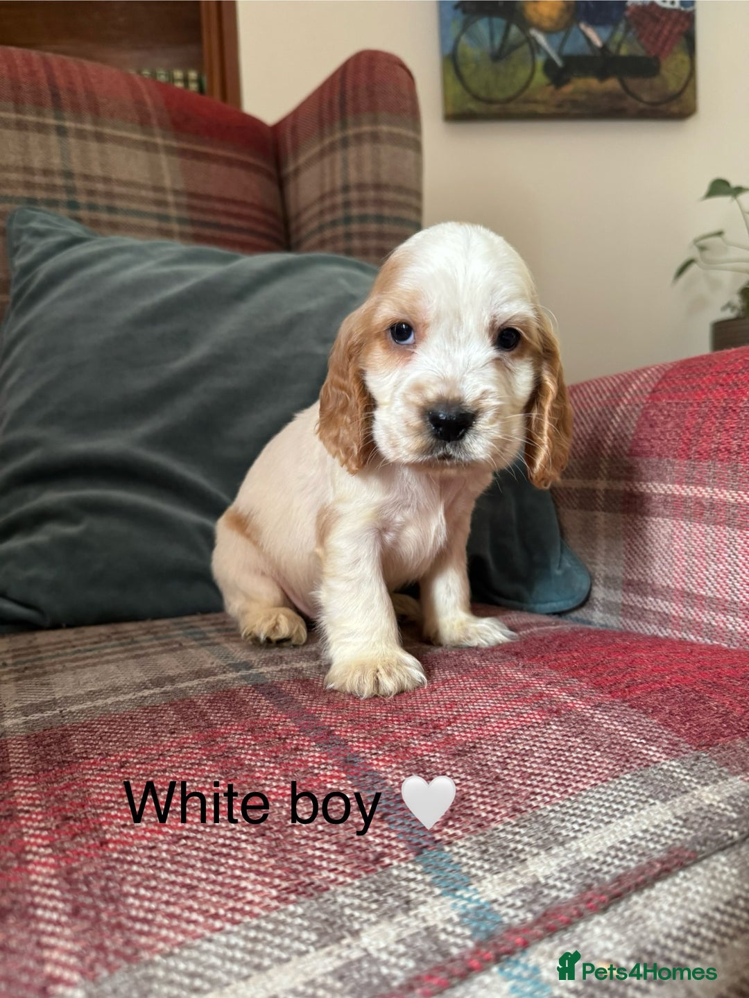 Cocker Spaniel dogs for sale: Health tested, show type, cocker spaniel puppies! - Image 7