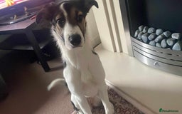 Mixed Breed dogs for sale: Female collie/German shepherd  - Image 4