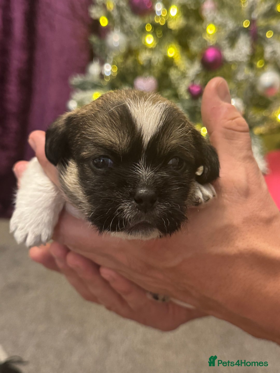 Mixed Breed dogs for sale: Beautiful pups looking for their forever home! - Advert 25