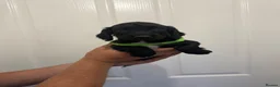 Cocker Spaniel dogs for sale: Pedigree Cocker Spaniel puppies  - Advert 4