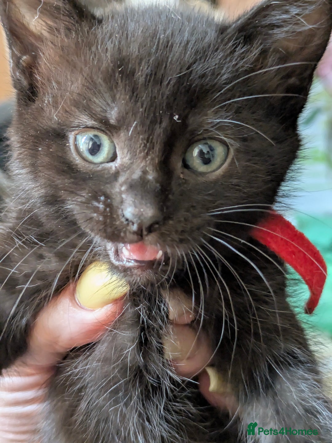 Mixed Breed cats for sale: Gorgeous kittens ready July 23rd - Image 30