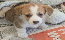 Welsh Corgi Pembroke dogs for sale: Well bred pembs pups DNA clear DM,eic, Vwd ,pra - Image 3