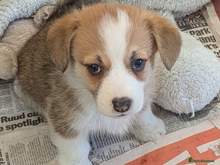 Welsh Corgi Pembroke dogs Well bred pembs pups DNA clear DM,eic, Vwd ,pra - Advert 8