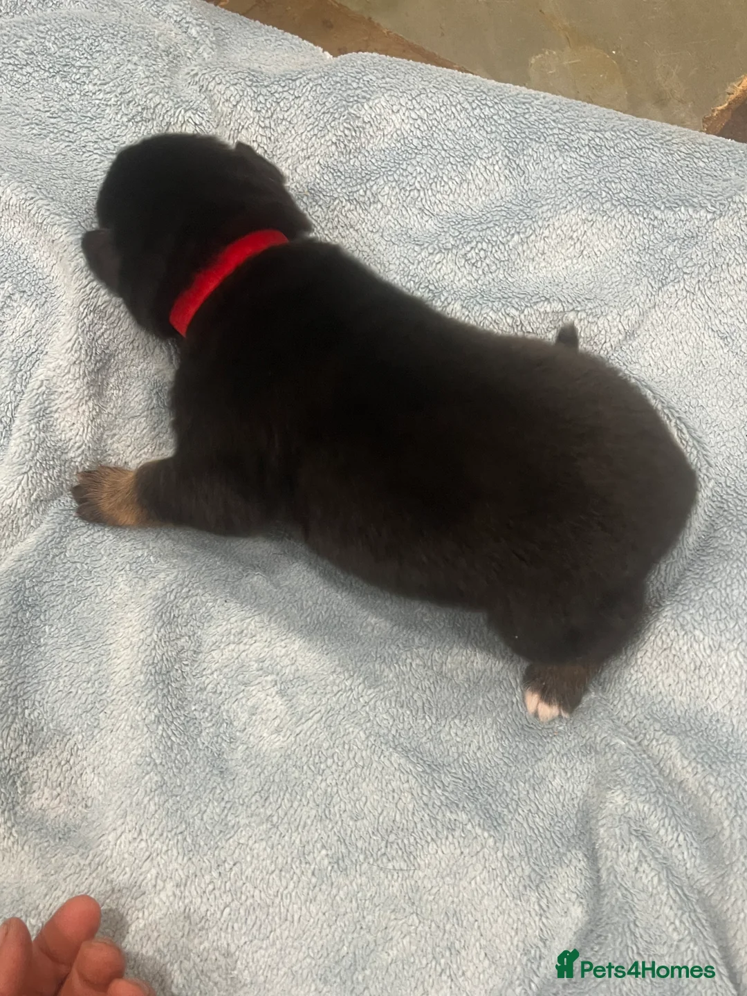 Mixed Breed dogs for sale: Alaskan Shepherd Puppies  - Advert 11