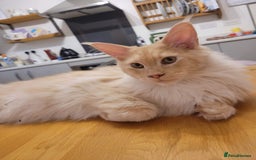 Maine Coon cats for sale: Active Maine Coon Stud for sale - Image 5