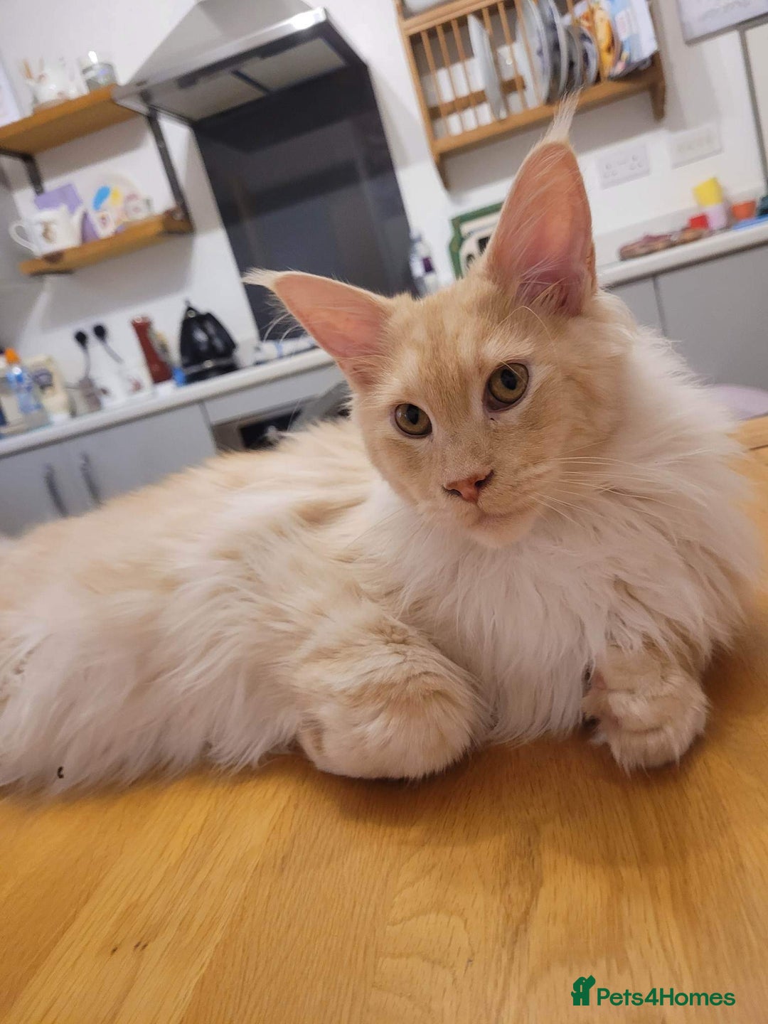 Maine Coon cats for sale: Active Maine Coon Stud for sale - Image 5