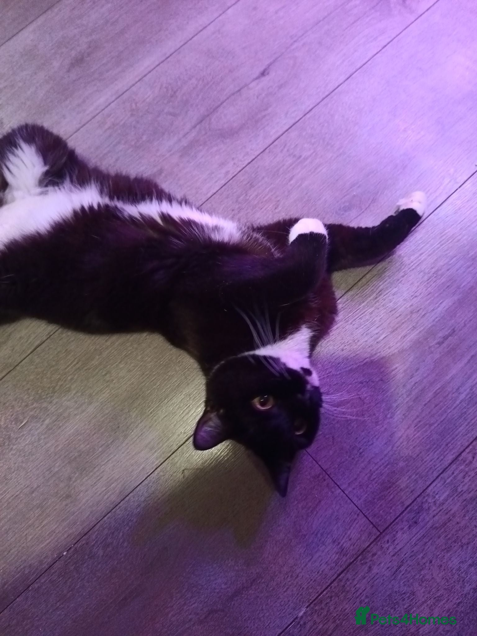 British Shorthair cats Timmy the Tuxedo tom  - Advert 3